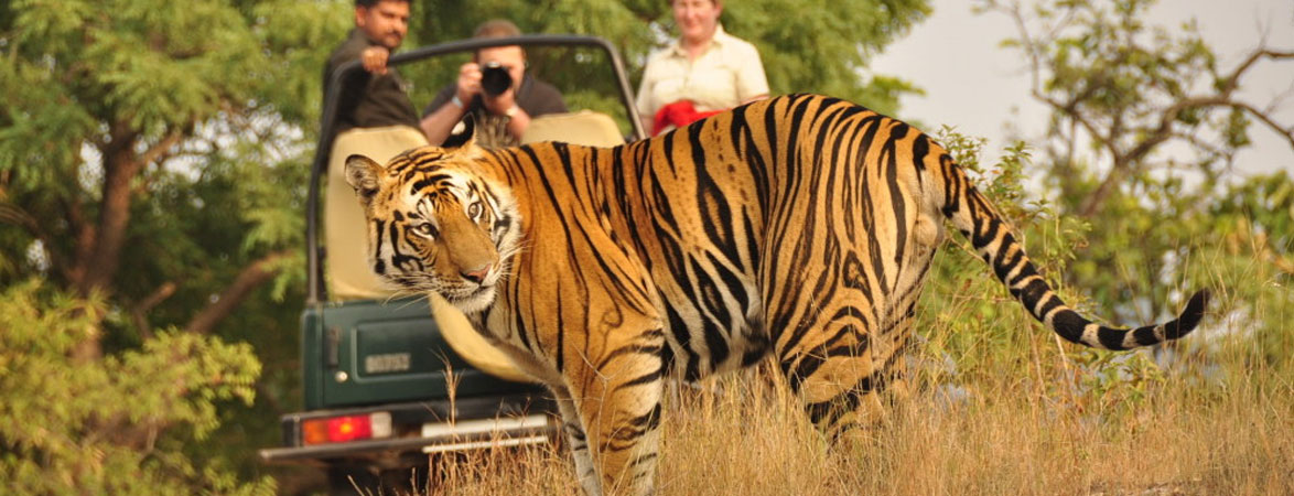 Royal Jaipur Private Tours